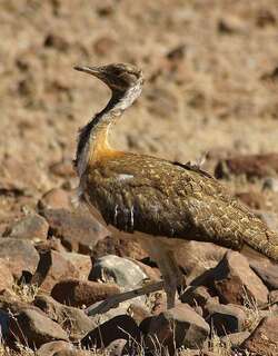 黑头鸨 / Ludwig’s Bustard / Neotis ludwigii