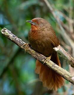 红眼棘雀 / Orange-eyed Thornbird / Phacellodomus erythrophthalmus