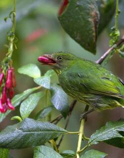 花脸食果伞鸟 / Masked Fruiteater / Pipreola pulchra