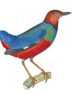 红胸八色鸫 / Philippine Pitta / Erythropitta erythrogaster