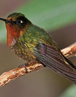 橙喉领蜂鸟 / Orange-throated Sunangel / Heliangelus mavors