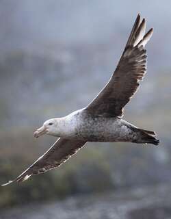 霍氏巨鹱 / Northern Giant Petrel / Macronectes halli
