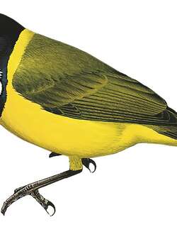 巴列姆啸鹟 / Baliem Whistler / Pachycephala balim
