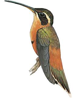 白眉隐蜂鸟 / White-browed Hermit / Phaethornis stuarti
