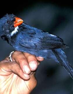 灰蓝粗嘴雀 / Slate-colored Grosbeak / Saltator grossus