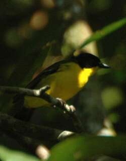 白喉啸鹟 / Fiji Whistler / Pachycephala vitiensis