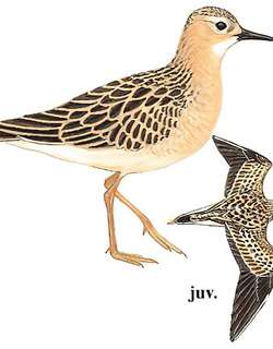 饰胸鹬 / Buff-breasted Sandpiper / Calidris subruficollis