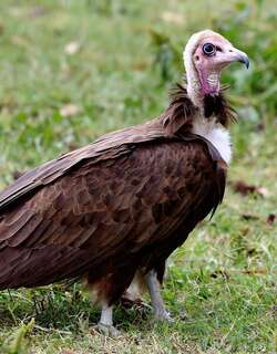 冠兀鹫 / Hooded Vulture / Necrosyrtes monachus