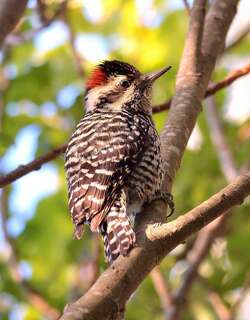 条纹啄木鸟 / Striped Woodpecker / Veniliornis lignarius