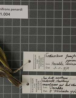 灰额哑霸鹟 / Smoky-fronted Tody-Flycatcher / Poecilotriccus fumifrons