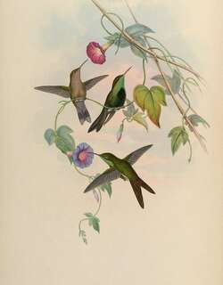 中美翠蜂鸟 / Hispaniolan Emerald / Riccordia swainsonii