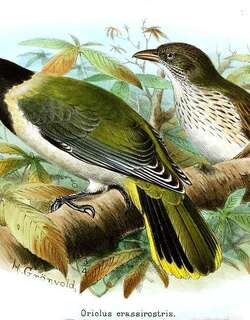 白腹黄鹂 / Sao Tome Oriole / Oriolus crassirostris