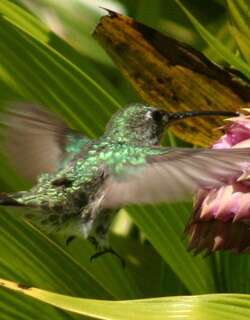 绿尾蜂鸟 / Green-and-white Hummingbird / Elliotomyia viridicauda