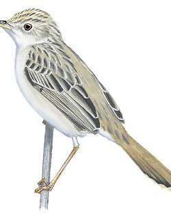 泰纳扇尾莺 / Tana River Cisticola / Cisticola restrictus
