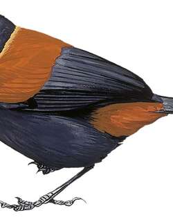 北岛鞍背鸦 / North Island Saddleback / Philesturnus rufusater