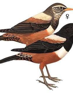 棕背黑头鸫 / Kessler’s Thrush / Turdus kessleri