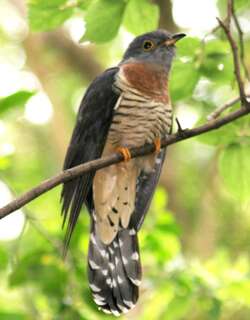 赤胸杜鹃 / Red-chested Cuckoo / Cuculus solitarius
