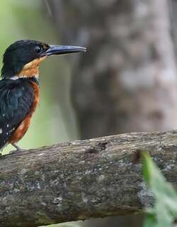 侏绿鱼狗 / American Pygmy Kingfisher / Chloroceryle aenea