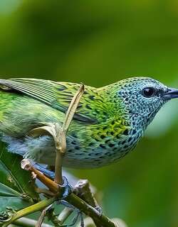 斑唐加拉雀 / Spotted Tanager / Ixothraupis punctata
