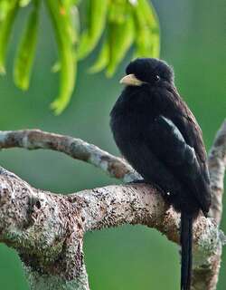 黄嘴黑䴕 / Yellow-billed Nunbird / Monasa flavirostris