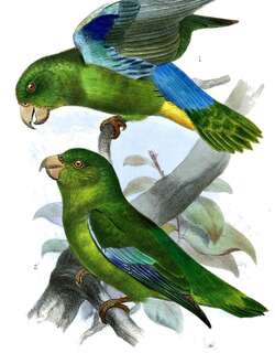绿翅鹦哥 / Turquoise-winged Parrotlet / Forpus spengeli