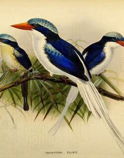 黑翅仙翡翠 / Kofiau Paradise Kingfisher / Tanysiptera ellioti
