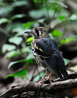 灰地鸫 / Ashy Thrush / Geokichla cinerea