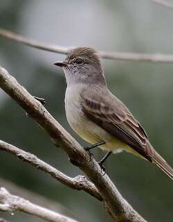 亚马孙灌丛霸鹟 / Amazonian Scrub Flycatcher / Sublegatus obscurior