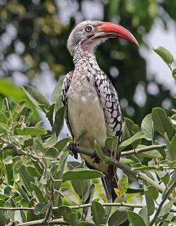 南红嘴犀鸟 / Southern Red-billed Hornbill / Tockus rufirostris