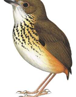 亚马孙蚁鸫 / Amazonian Antpitta / Hylopezus berlepschi