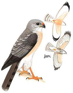 赤腹鹰 / Chinese Sparrowhawk / Accipiter soloensis