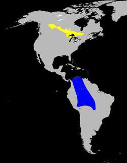 灰喉地莺 / Connecticut Warbler / Oporornis agilis