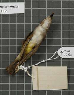 黄腹噪刺莺 / Yellow-bellied Gerygone / Gerygone chrysogaster