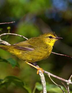 黄王森莺 / Flavescent Warbler / Myiothlypis flaveola