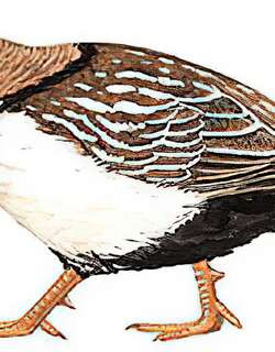 阿尔泰雪鸡 / Altai Snowcock / Tetraogallus altaicus