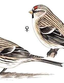 白腰朱顶雀 / Common Redpoll / Acanthis flammea