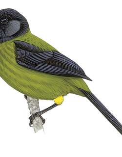 绿踝饰雀 / Yellow-green Brushfinch / Atlapetes luteoviridis