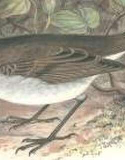 拉奈孤鸫 / Olomao / Myadestes lanaiensis