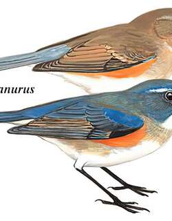 红胁蓝尾鸲 / Red-flanked Bluetail / Tarsiger cyanurus