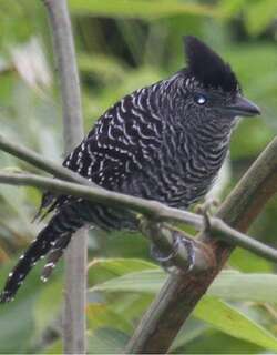 竹蚁鵙 / Bamboo Antshrike / Cymbilaimus sanctaemariae