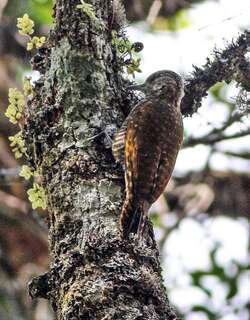 点额啄木鸟 / Dot-fronted Woodpecker / Veniliornis frontalis