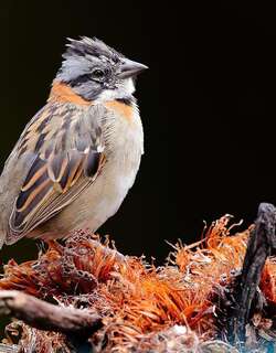 红领带鹀 / Rufous-collared Sparrow / Zonotrichia capensis