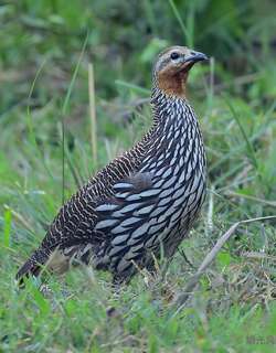 沼泽鹧鸪 / Swamp Francolin / Francolinus gularis