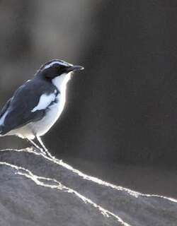 穴䳭 / Angolan Cave Chat / Cossypha ansorgei