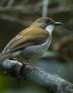 乔洛鸲鸫 / Thyolo Alethe / Chamaetylas choloensis