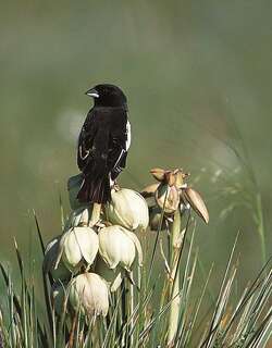 白斑黑鹀 / Lark Bunting / Calamospiza melanocorys