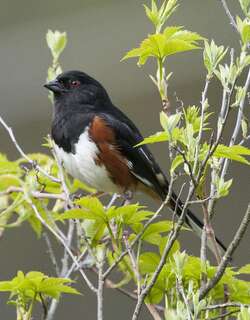 棕胁唧鹀 / Eastern Towhee / Pipilo erythrophthalmus