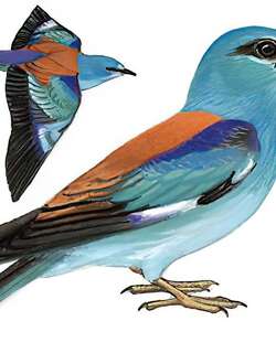 蓝胸佛法僧 / European Roller / Coracias garrulus