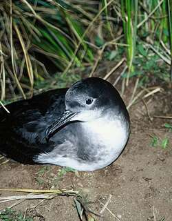 澳洲鹱 / Hutton’s Shearwater / Puffinus huttoni