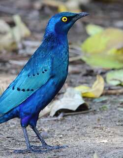蓝耳丽椋鸟 / Greater Blue-eared Starling / Lamprotornis chalybaeus